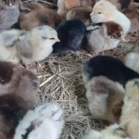 جوجه گلپایگانی درجه یک.