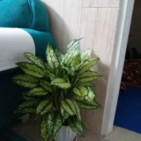 اگلونما برفی