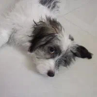 واگذاری شیتزو ۵ ماهه آموزش دیده با وسایل