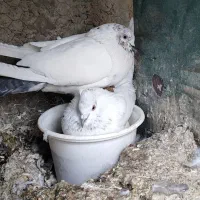 کفتر کاشونی