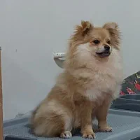 سگ پامر