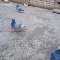 کبوتر مسافتی|پرنده|باروق, |دیوار