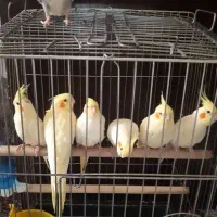 جوجه  عروس هلندی لوتیتو