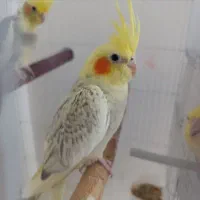 جوجه عروس هلندی دستی