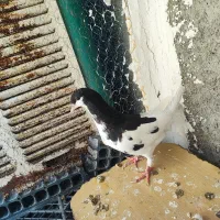 کبوتر ، کفتر