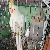 طوطی عروس لوتینو سالم