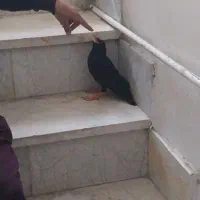 جوجه مینا جینگ قرمز