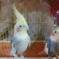 عروس هلندی|پرنده|آمل, |دیوار