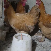 مرغ برهما طلایی