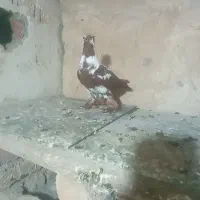 جوجه|پرنده|اردبیل, |دیوار