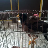 یک عدد قناری و مرغ مینا سخنگوو|پرنده|قم, ولیعصر|دیوار