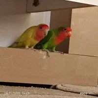 کوتوله سرحال باهم دوستن دستی