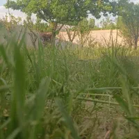 قطعات-200متری-و300متری-زمین-دور-دیوار