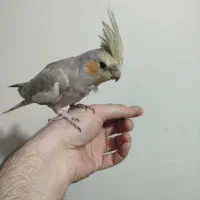 ۲عدد عروس هلندی دستی