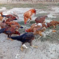 مرغ و خروس فروشی|پرنده|مینودشت, |دیوار