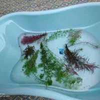 گیاه طبیعی آکواریوم