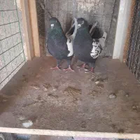 جفت سینه سیاه|پرنده|رفسنجان, |دیوار