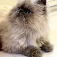 فروش گربه پرشین