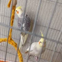 عروس هلندی طوطی برزیلی فنچ فروش به علت مهاجرت|پرنده|اسلام‌شهر, شهرک الهیه|دیوار