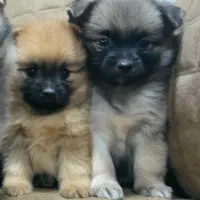 پامرین نروماده توله|سگ|مبارکه, |دیوار