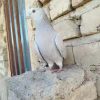 کفتر سرک الماسی