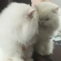 گربه پرشین عروسکی|گربه|ارومیه, |دیوار