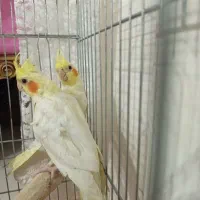 جوجه عروس هلندی|پرنده|فردیس, شهرک شهید حسینی|دیوار