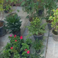 عروسک سبزها|اسباب‌بازی بچه|بندر کنگان, |دیوار