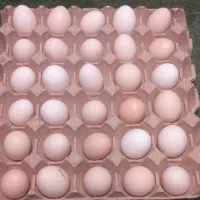تخم مرغ نطفه دارنژاد کوشین