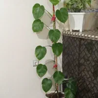 گل پنج انگشتی