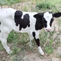 گوساله ماده
