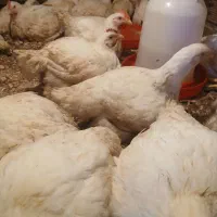 فروش مرغ گوشتی ارگانیک