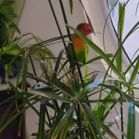 طوطی برزیلی