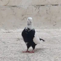 ماده دمبی