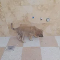 توله سگ شجاع کم قیمت