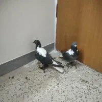 شهری و کله دم سفید