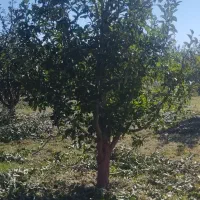 هرس|خدمات باغبانی و درختکاری|نوشین شهر, |دیوار