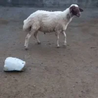 یک قوچ درجه ۱