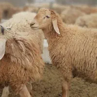 گوسفند پرگوشت ضمانتی کمردار/خونی