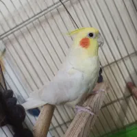 عروس هلندی معاوضه با سهره