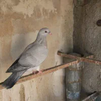 جوجه موشی نقره ای و کلاغ کربلایی