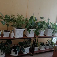 گل های آپارتمانی