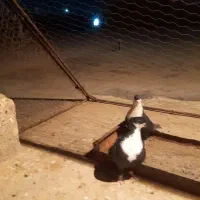 یک جفت سیاه سیندق|پرنده|رفسنجان, |دیوار