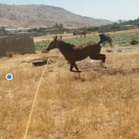 اسب درشور مادیان|اسب و تجهیزات اسب‌سواری|یاسوج, |دیوار