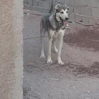نداشت جا وگرنه سگ خوب هوش بالا|سگ|قزوین, |دیوار
