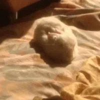 خرگوش اهلی|موش و خرگوش|مشهد, آزادشهر|دیوار