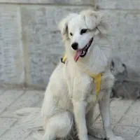 پیدا شده