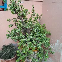 کاکتوس و گلهای تزئینی ویلایی و آپارتمان|گل و گیاه طبیعی|بندر انزلی, بی بی حوریه|دیوار