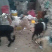 کهره چاق|حیوانات مزرعه|باغ ملک, |دیوار