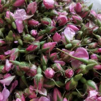 غنچه گل محمدی